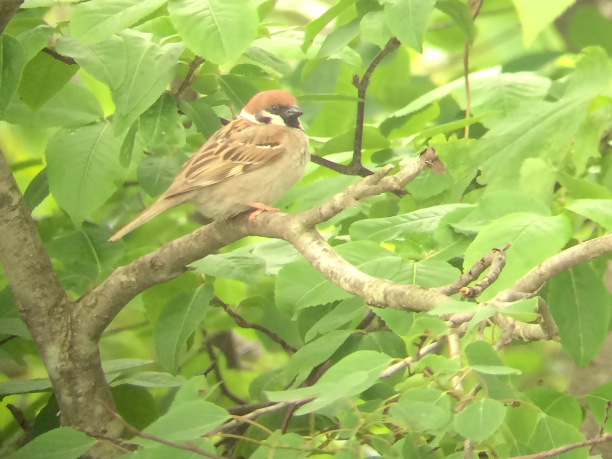 Eurasian Tree Sparrow - Tom Baumgart