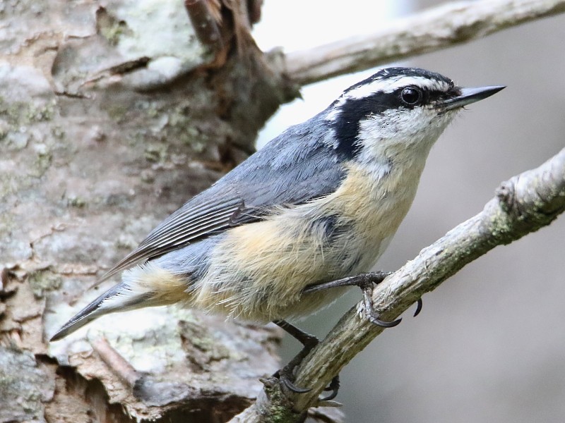 Red-breasted Nuthatch - ML62446031