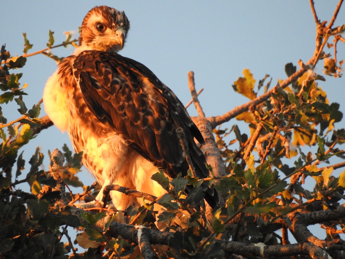 Red-tailed Hawk - ML62446051