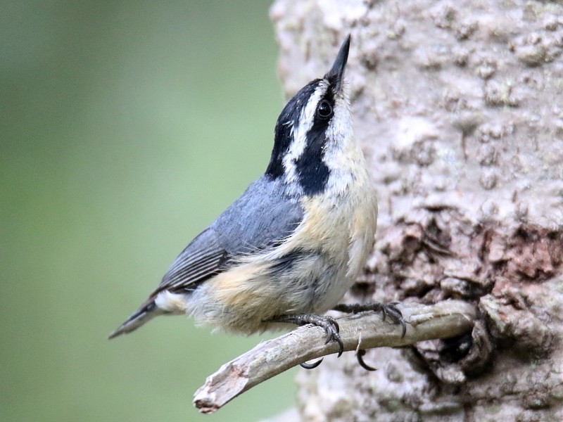 Red-breasted Nuthatch - ML62446061