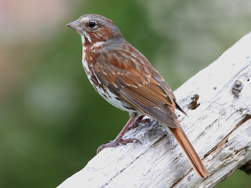 Fox Sparrow (Red) - ML62446171