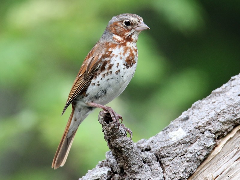 Fox Sparrow (Red) - ML62446181
