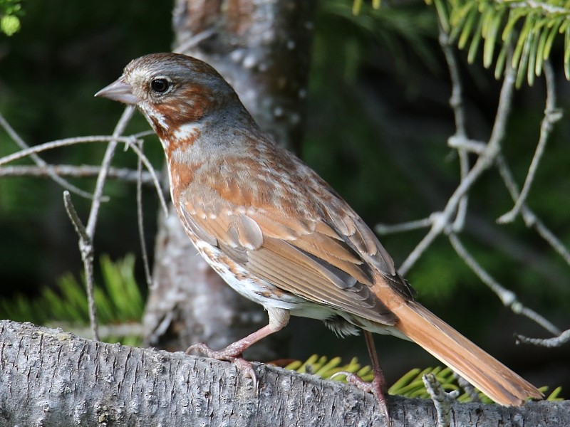 Fox Sparrow (Red) - ML62446231