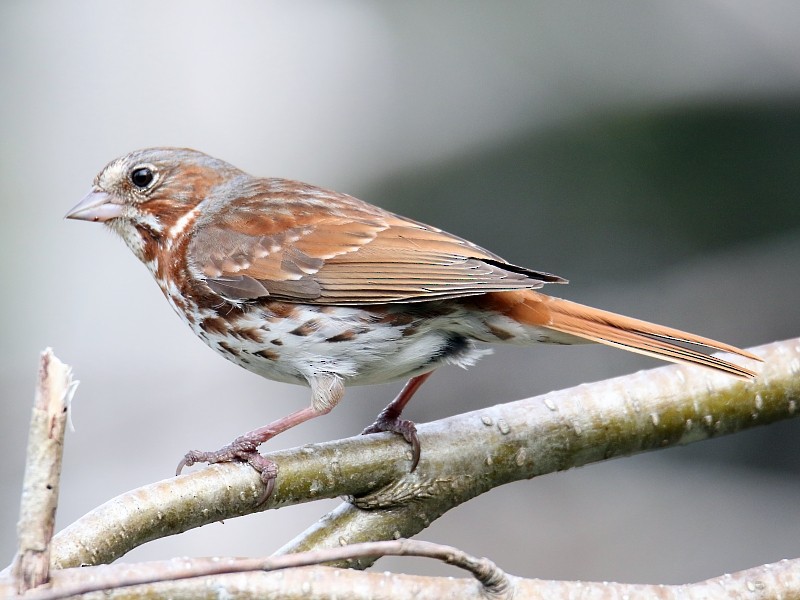 Fox Sparrow (Red) - ML62446261