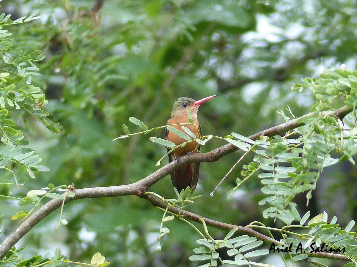 Cinnamon Hummingbird - Ariel  Salinas