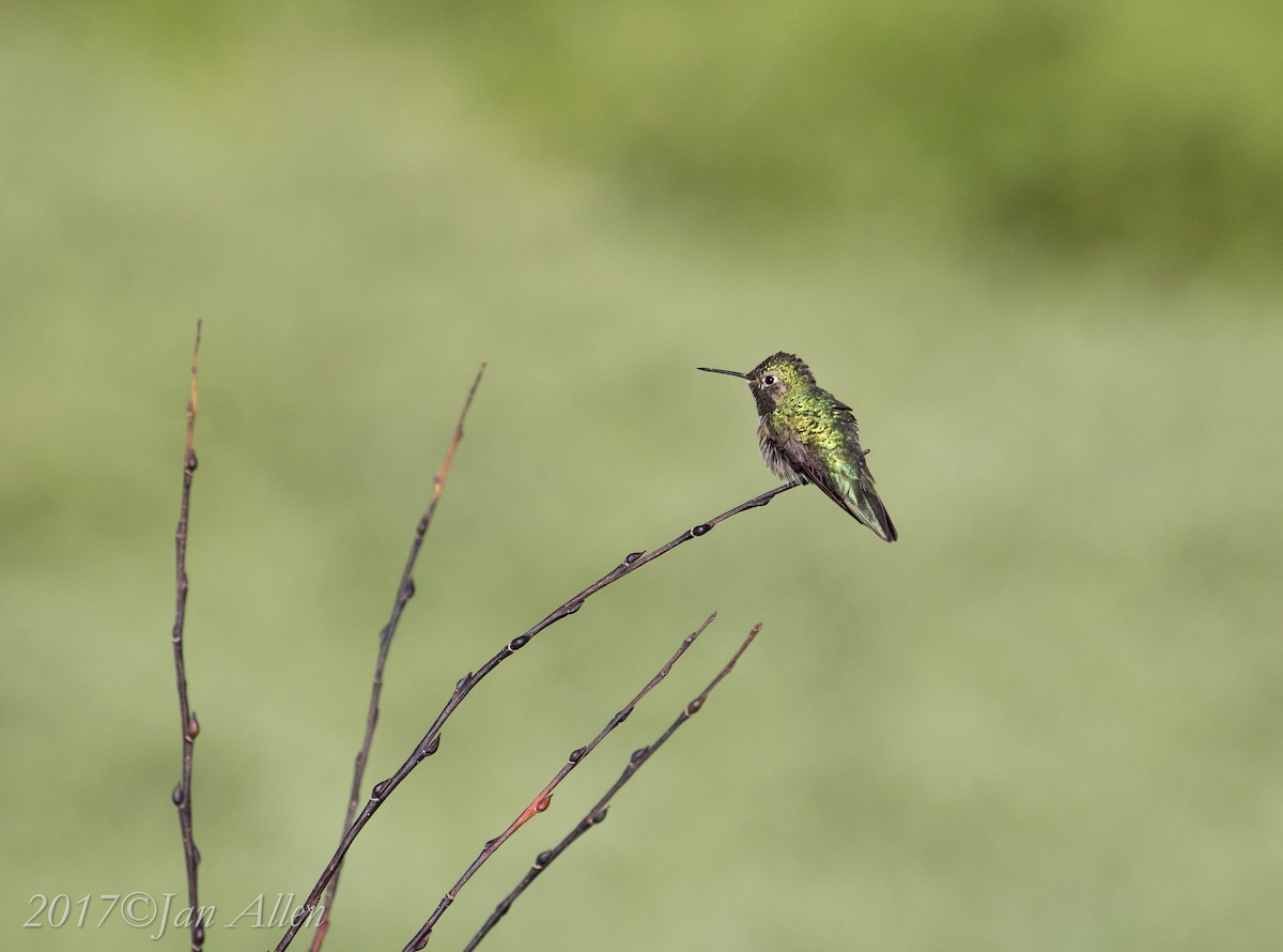 Broad-tailed Hummingbird - ML62448361