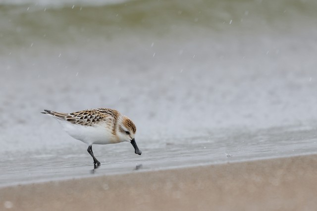 Juvenile. - Spoon-billed Sandpiper - 