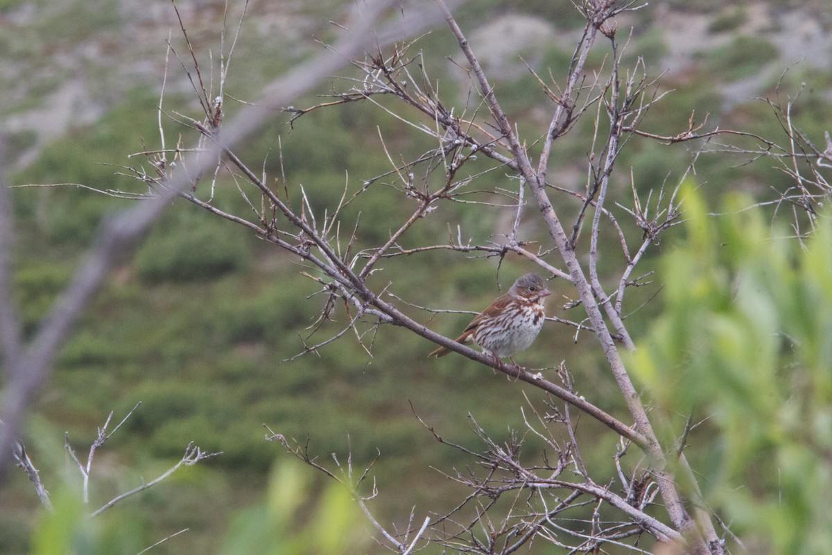 Fox Sparrow (Red) - ML62450621