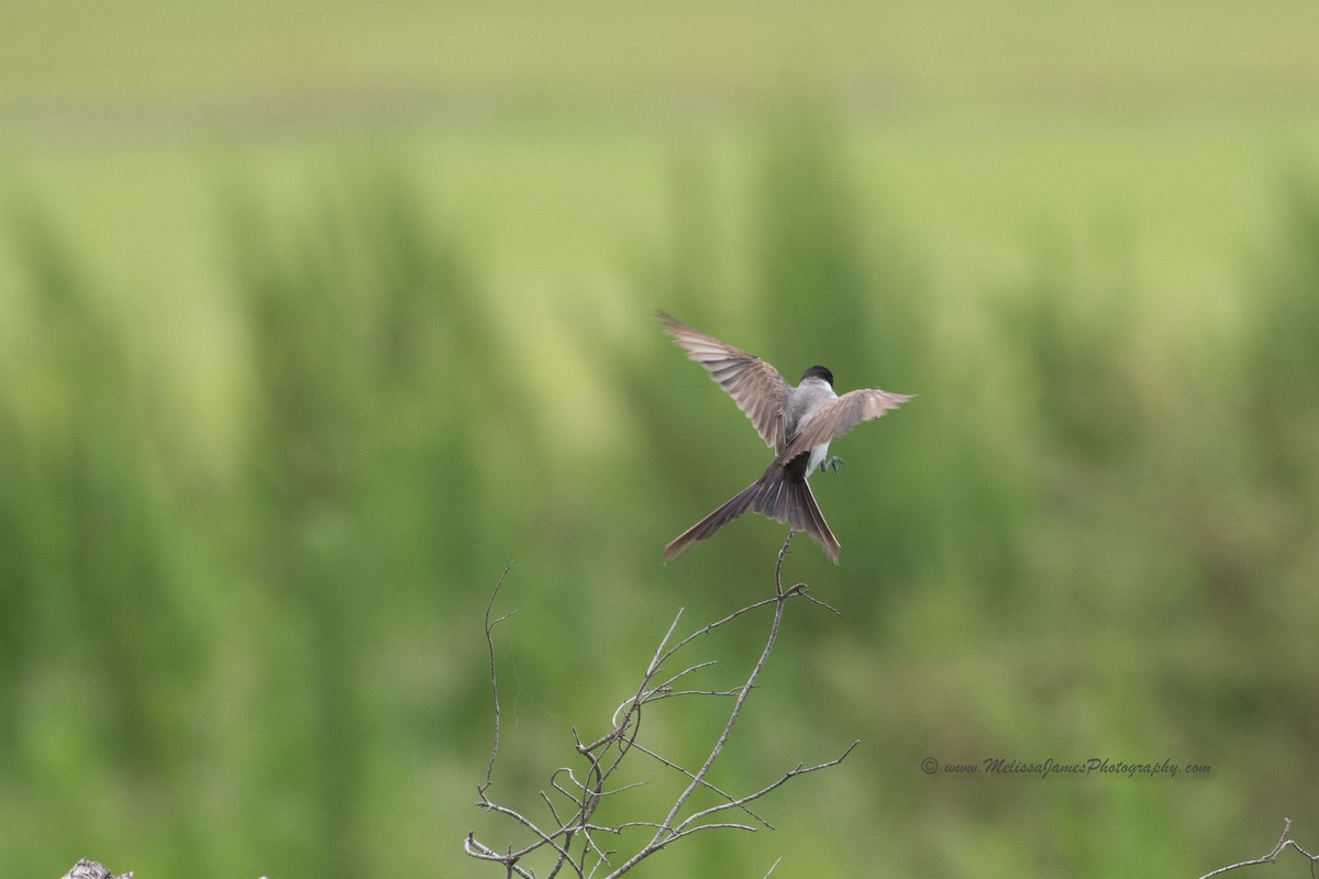 Fork-tailed Flycatcher - Melissa James
