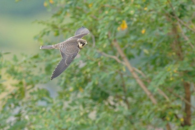 Juvenile Plumage (subspecies <em class="SciName notranslate">subbuteo</em>). - Eurasian Hobby - 