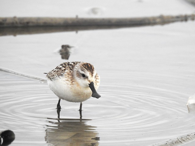 Juvenile. - Spoon-billed Sandpiper - 