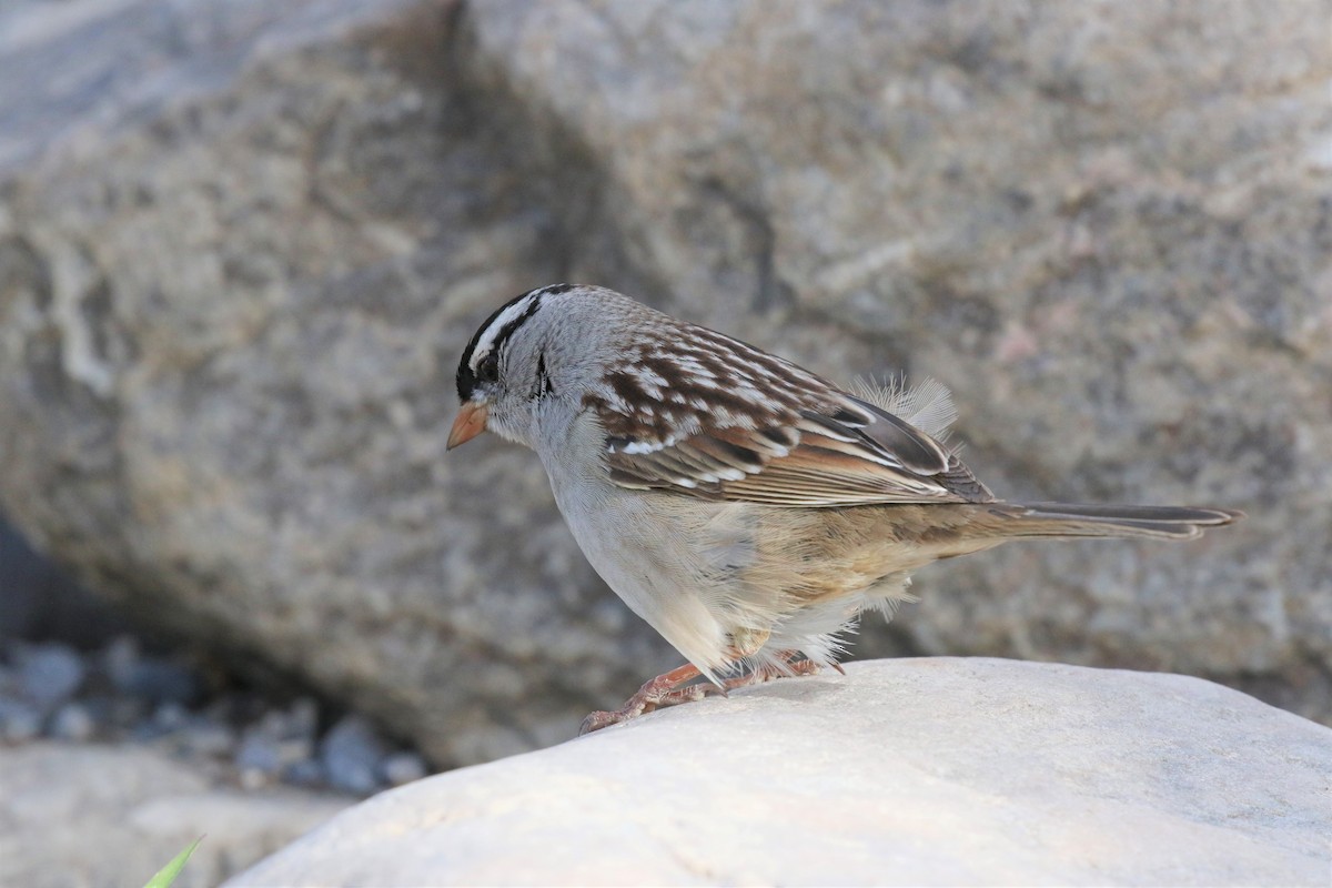 White-crowned Sparrow - ML62454041