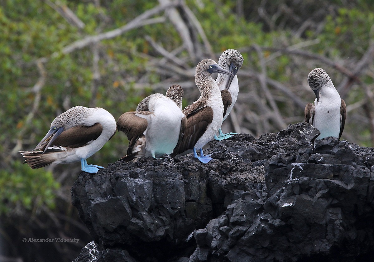 Blue-footed Booby - Alexander Viduetsky