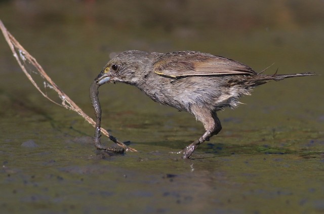 Bird feeding on marine annelid. - Seaside Sparrow - 