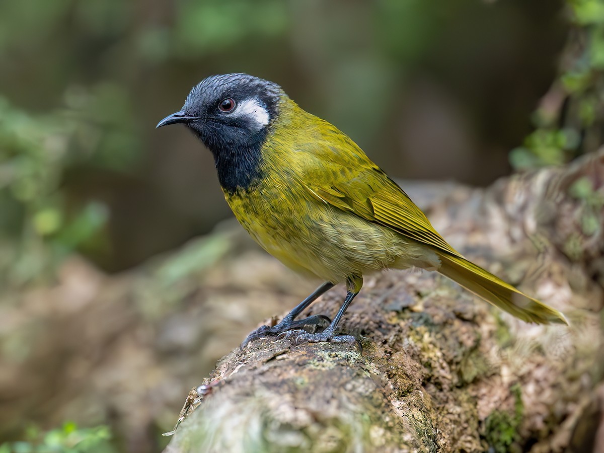 White-eared Honeyeater - Nesoptilotis leucotis - Birds of the World