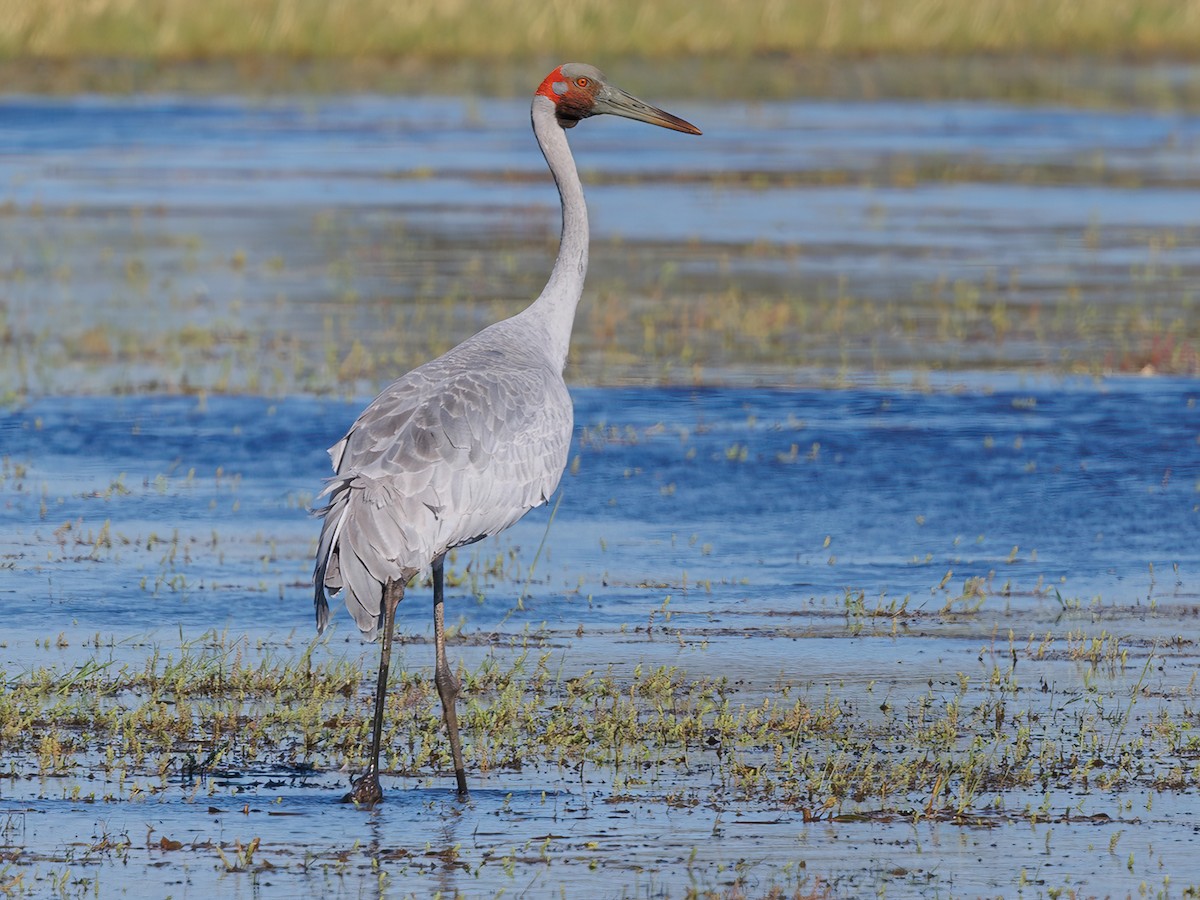 Brolga - Antigone rubicunda - Birds of the World
