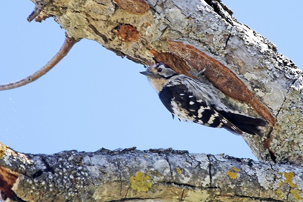 Lesser Spotted Woodpecker - ML62460131