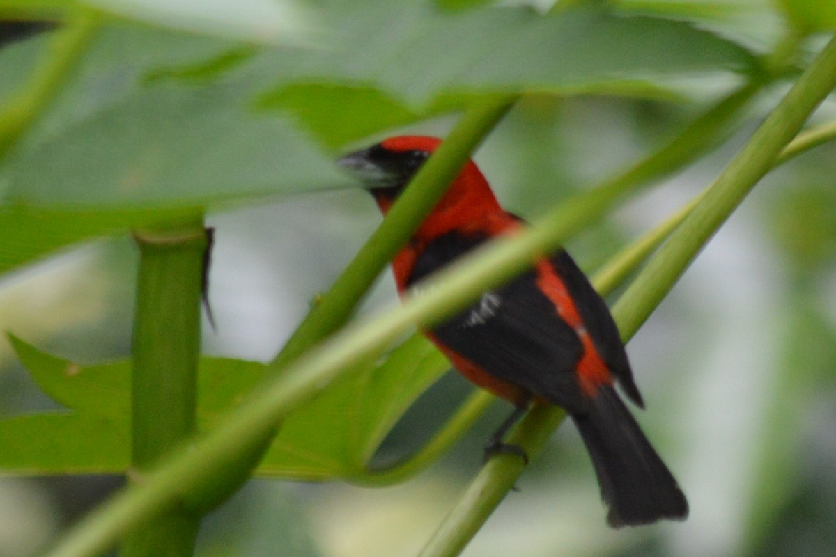 White-winged Tanager - ML62463121