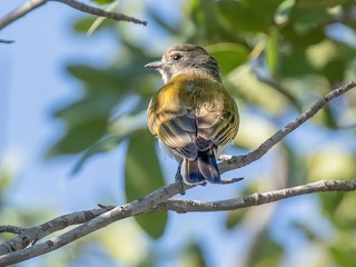 Green-backed Honeybird - Prodotiscus zambesiae - Birds of the World