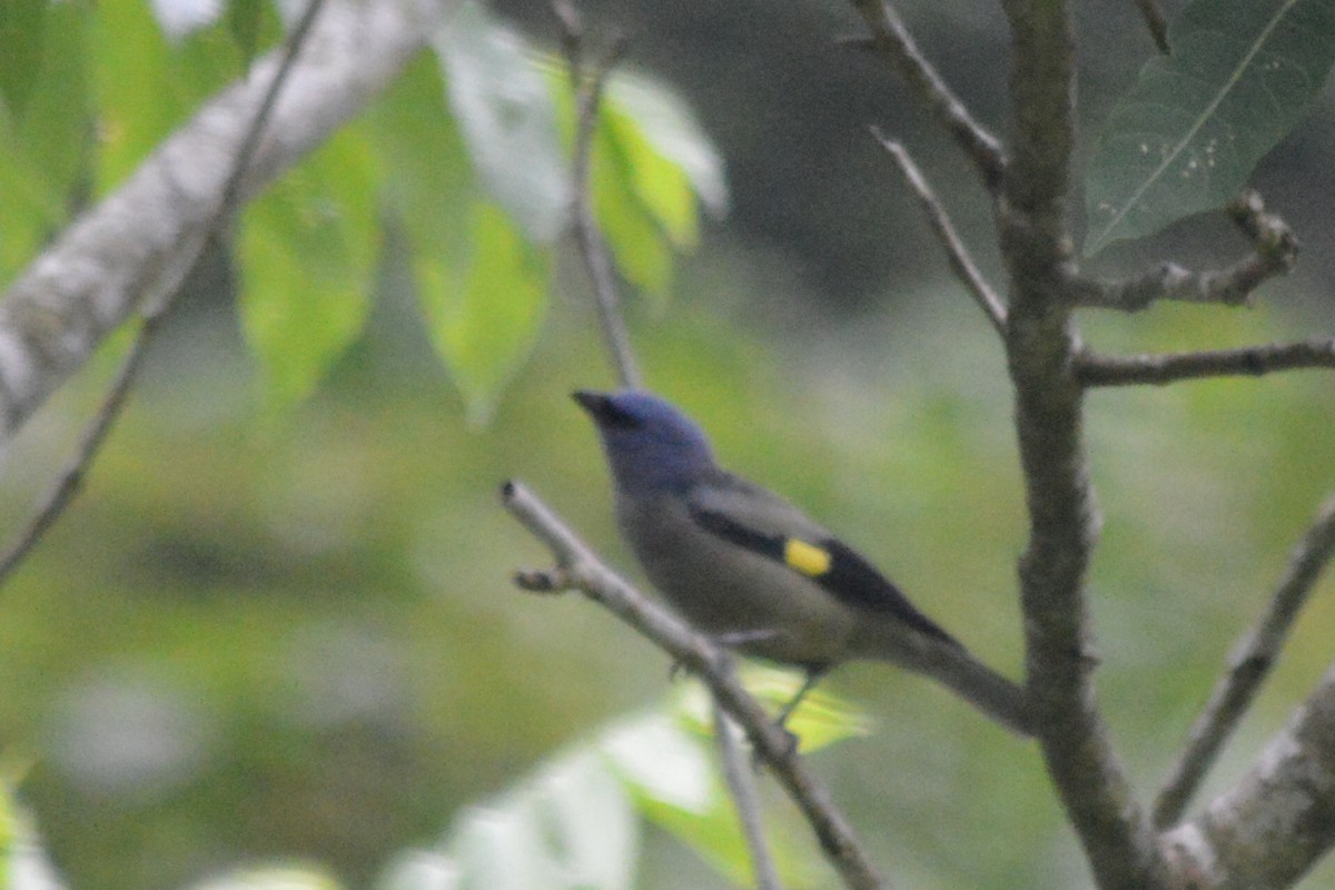 Yellow-winged Tanager - ML62464581