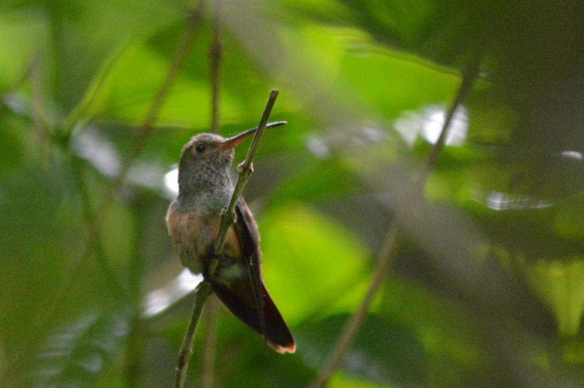 Buff-bellied Hummingbird - ML62464981