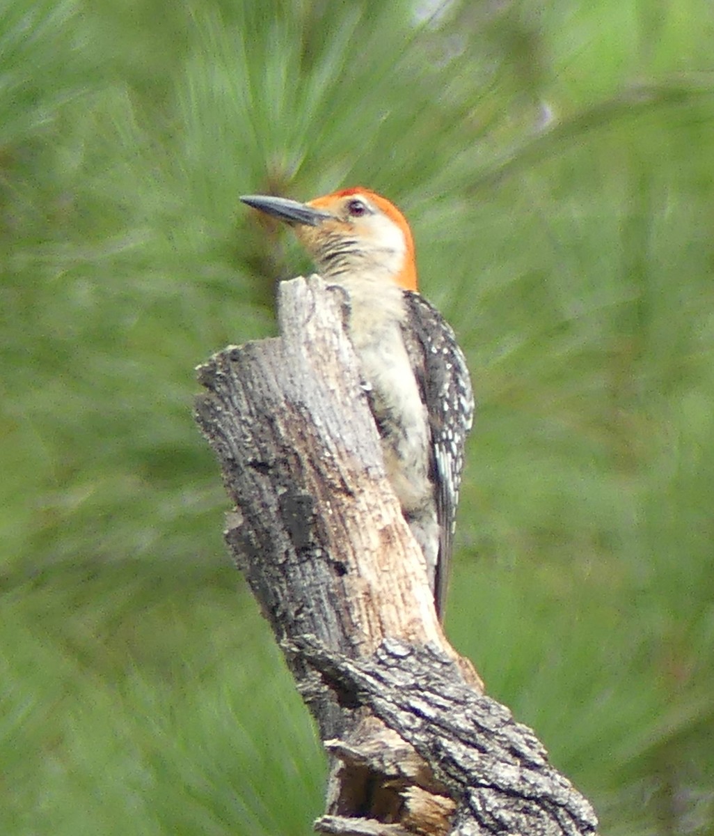 Red-bellied Woodpecker - Shelia Hargis