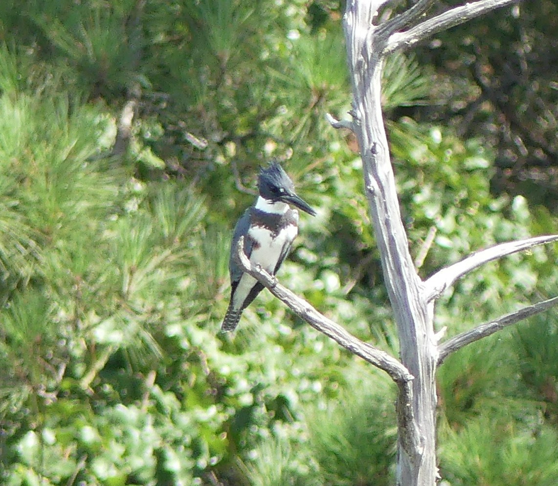 Belted Kingfisher - ML62466391