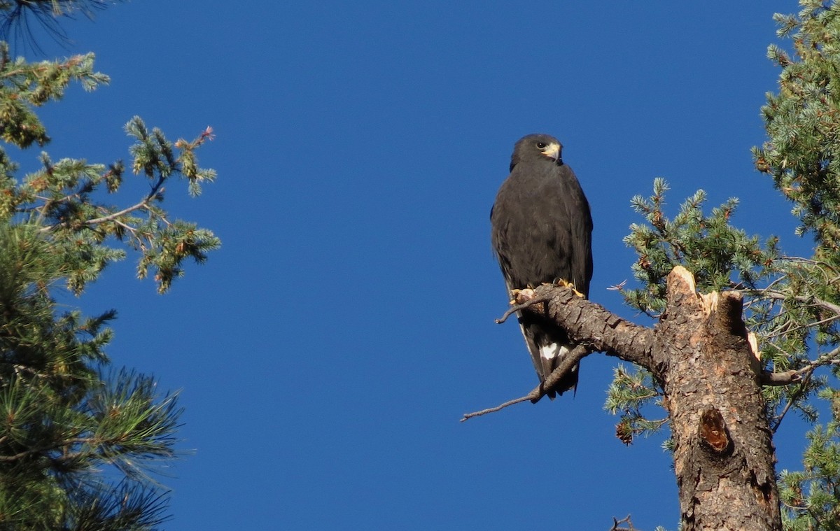 Zone-tailed Hawk - Vicki Dern