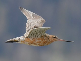 Bar-tailed Godwit - eBird