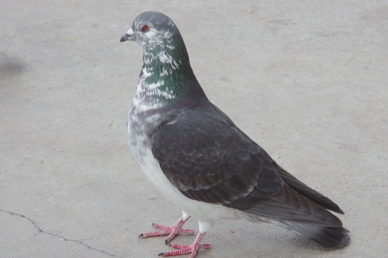 Rock Pigeon (Feral Pigeon) - ML62467861