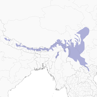 Distribution of the White-browed Bush-Robin - Range Map