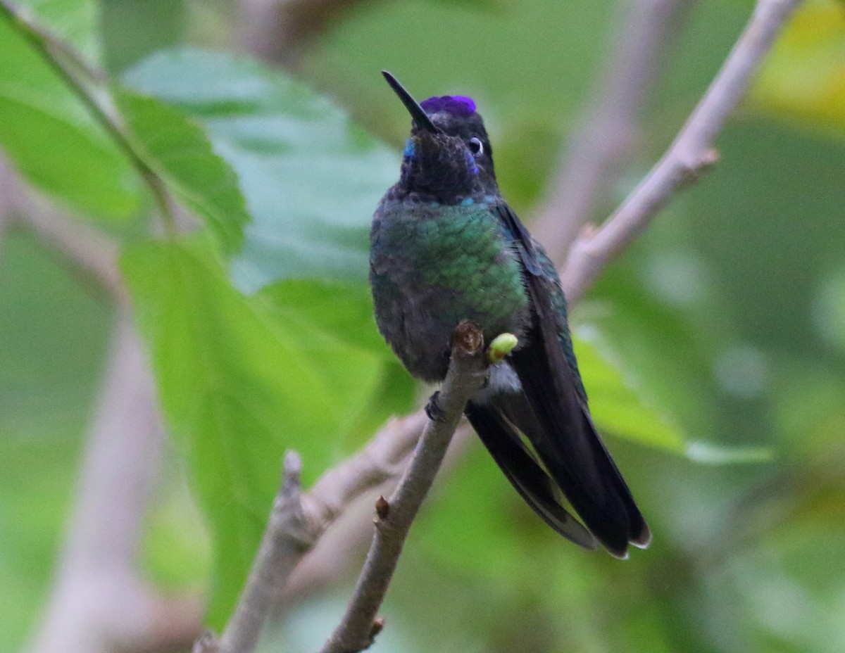 Talamanca Hummingbird - Chris Conard