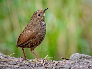  - Immaculate Cupwing