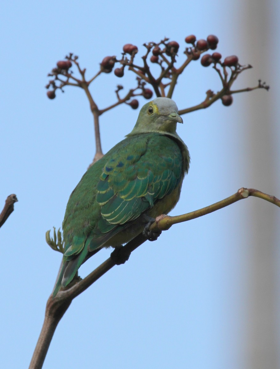 Rose-crowned Fruit-Dove - ML62474791