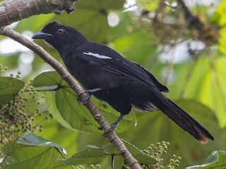 Malayan Black Magpie - Platysmurus leucopterus - Birds of the World