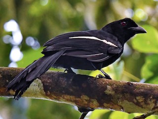 Malayan Black Magpie - eBird