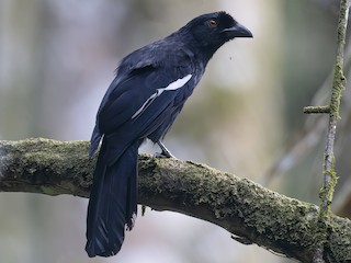 Malayan Black Magpie - eBird