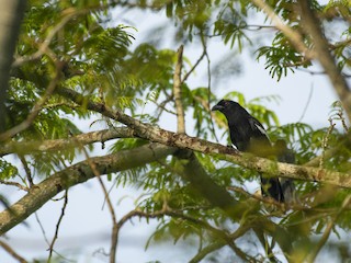 Malayan Black Magpie - eBird