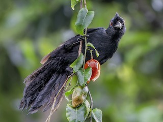 ボルネオクロカケス - eBird