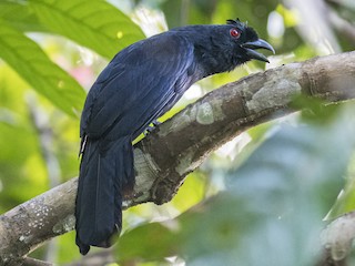 Borneose zwarte gaai - eBird
