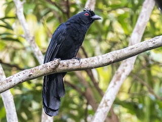 Bornean Black Magpie - eBird