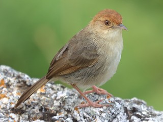  - ML624751812