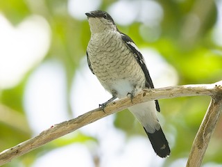 Female - Joachim Bertrands | Ornis Birding Expeditions - ML624754053