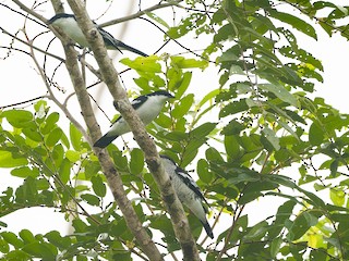  - Joachim Bertrands | Ornis Birding Expeditions - ML624754055