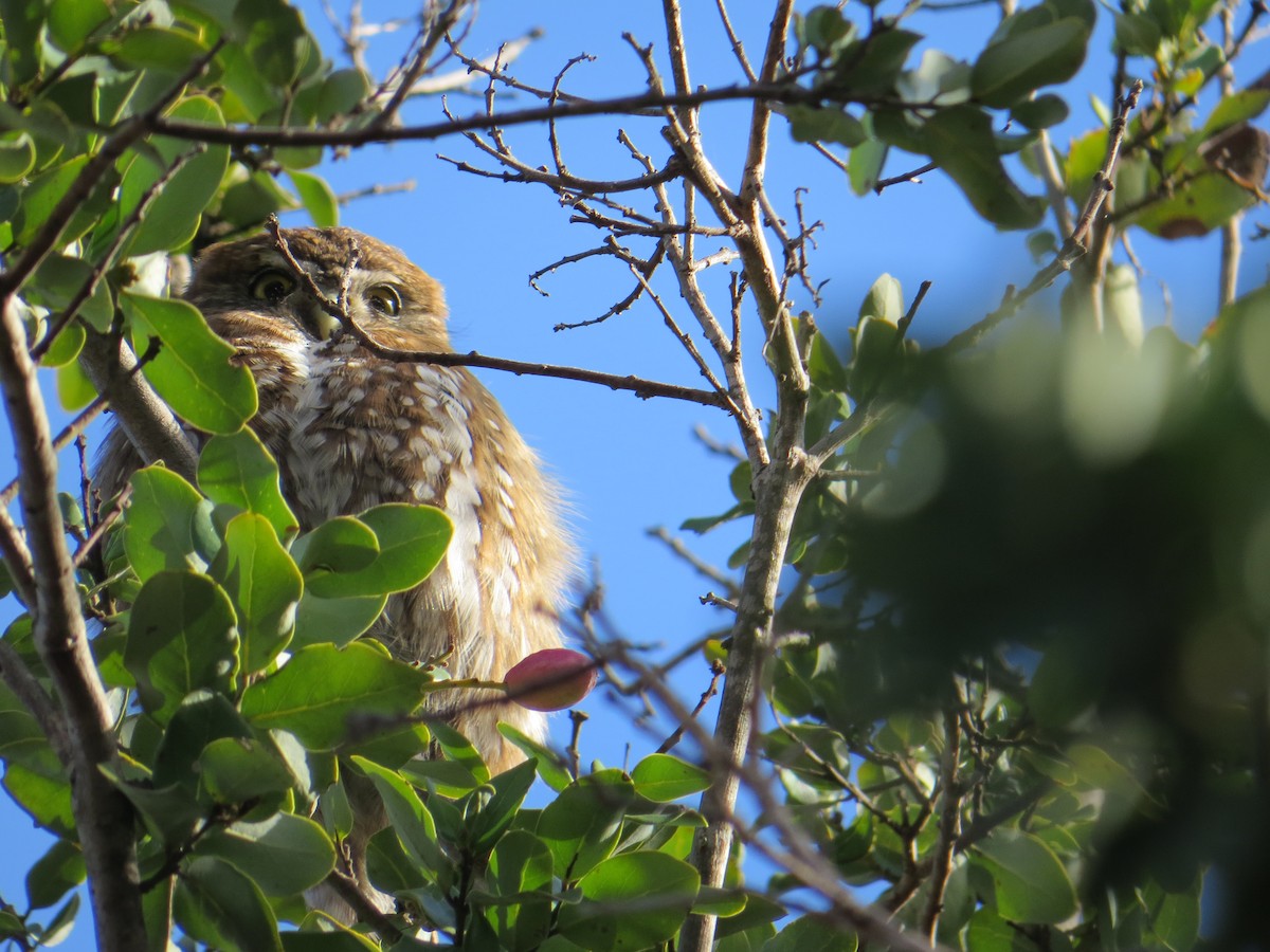 Austral Pygmy-Owl - ML62476071