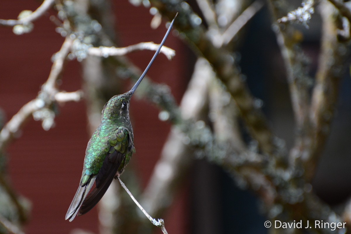 Sword-billed Hummingbird - David Jeffrey Ringer