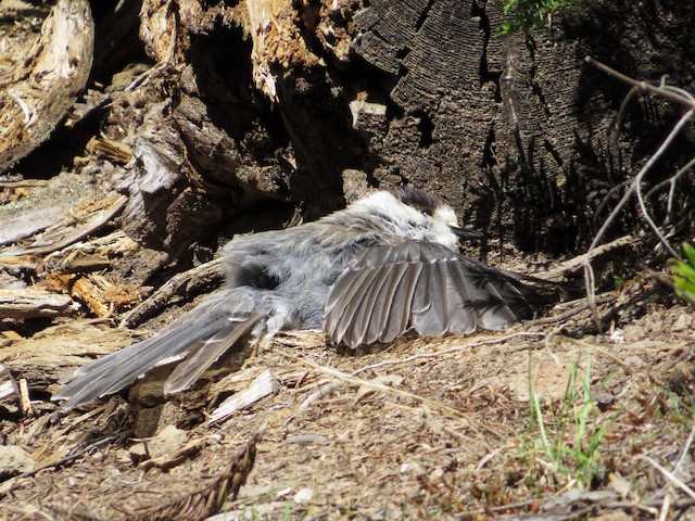 Canada Jays: the real early birds