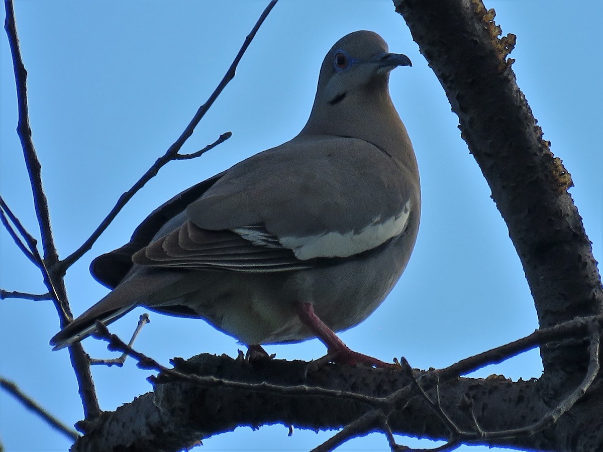 White-winged Dove - ML62480131