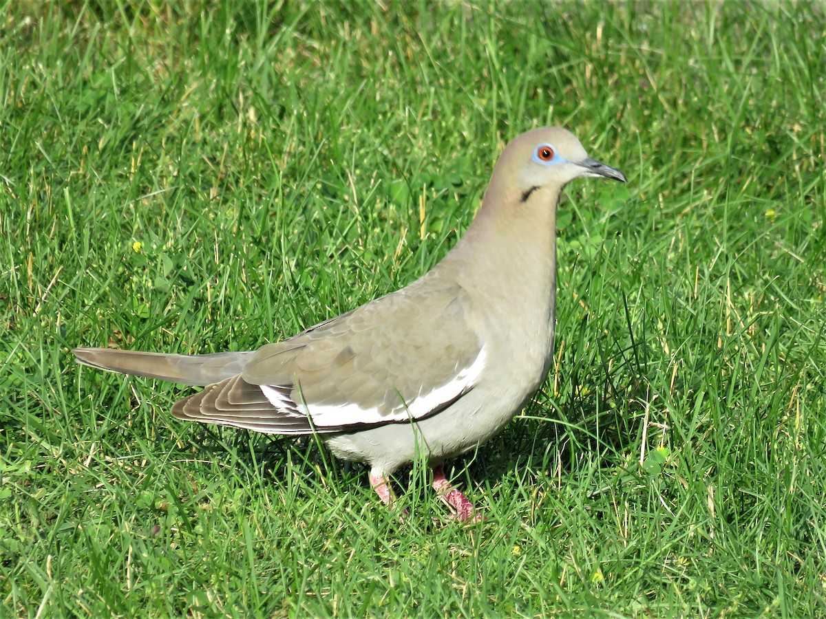 White-winged Dove - ML62480141