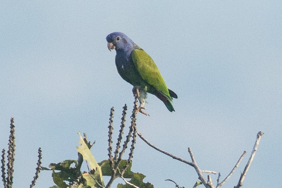 Blue-headed Parrot - Eric VanderWerf